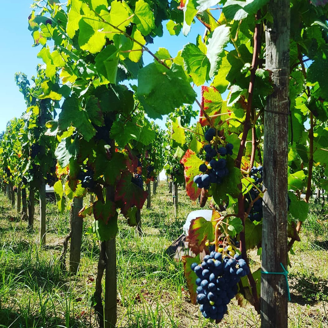 Tenuta Castellaro Wine Resort Lipari